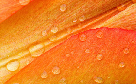 wet flower - flower, nature