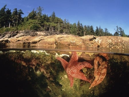 under water starfish - starfish, prettu, beach, animals