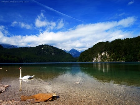 swan lake - lake, beautiful, swan, sky