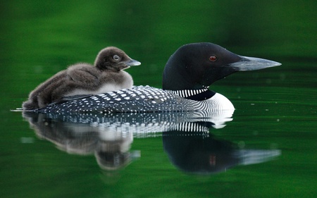 go away - water, mother, childe, ducks, reiver, light, dream, day, speed, green