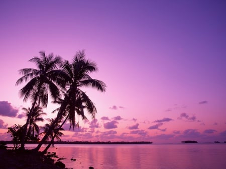 Beach  - sky, beach, water, nature, purple, beautiful, scenery, tree, sea