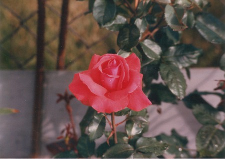 A Red Rose - roses, flowers, nature