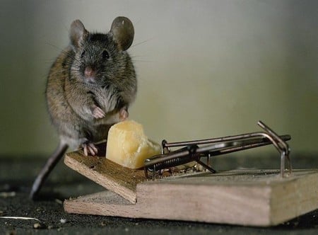 Mouse and the Cheese - rodent, mouse trap, mousetrap, trap, humor, mouse, cheese