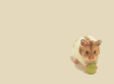 Hamster and the Grape - rodent, animal, hamster