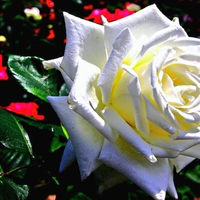 White rose