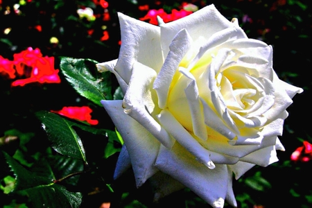 White rose