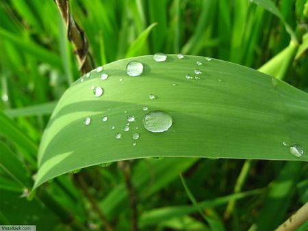 Green Leaf - leaf