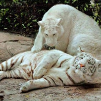 White Tiger and Lion