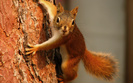 Squirrels / Eichhörnchen (WDS) - widescreen, wds, spuirrels, tree, squirrel