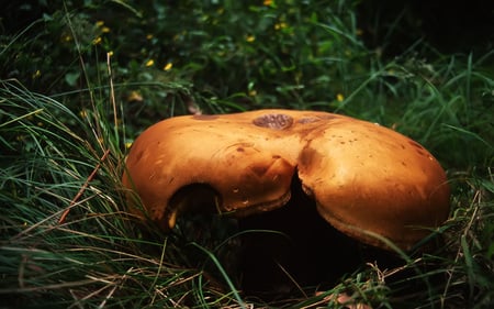 Mushroom / Pilz (WDS) - mushrooms, mushroom, widescreen, wds