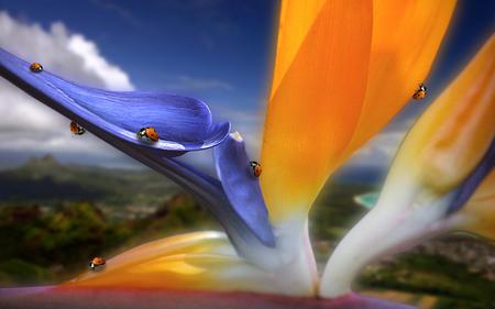 Bird of Paradise with bugs / Pradiesblume mit MarienkÃ¤fer - widescreen, bugs, bird of paradise, wds