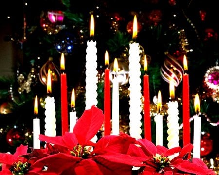 Lights and colors of Christmas  - christmas - joy - peace - photo - flowers