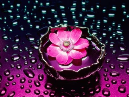 rose - rose, water, pink