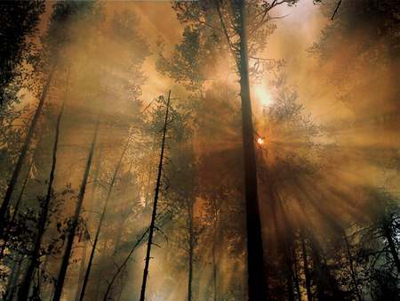 Fire the Morning - natur, fire, morning, forest, light