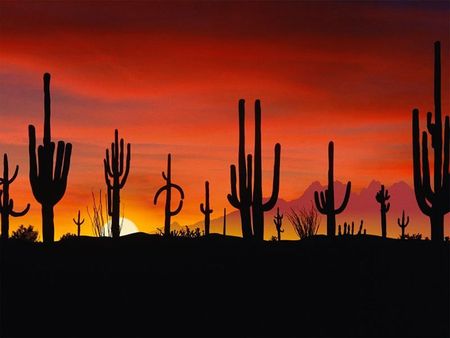 cactus in last light - silhouette, sunset, cactus, desert