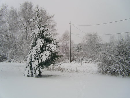 Lonely Pine - snow, larry welch wall paper