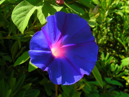 Light in Flower - light in flower, cool