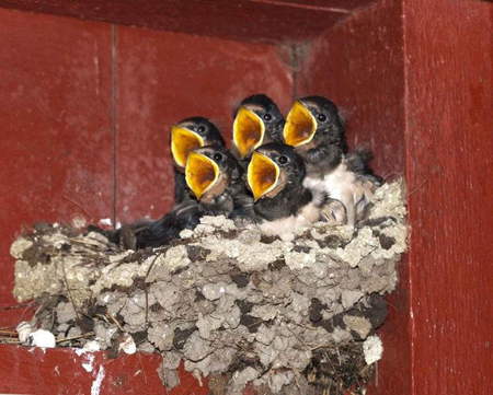 mama - birds, family