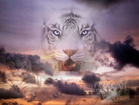 guardian of the tigers - fantasy, sunset, whitetigers, night sky, tigers, blue eye eyes