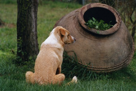 looking around - field, jar, dog, green