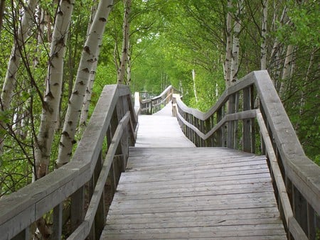 Serene Path - bridge, pathway