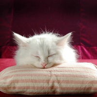 Sleepy Kitten