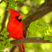 Red Bird