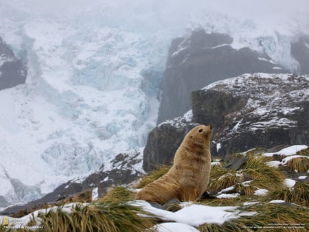 artic seal - seal, rock, snow, grass