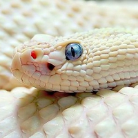 white_snake