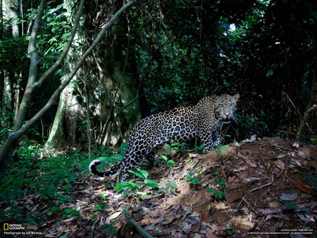 jungle cat - jungle, leopard, big cat