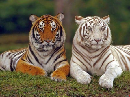 Tigers