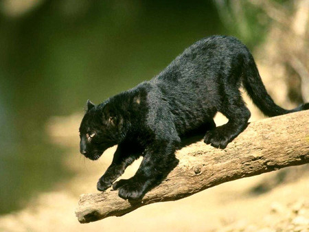 the leap off a log - panther, black cat, puma