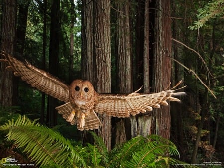 spotted owl - redwood forest, spotted owl