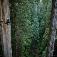 climing the redwood trees