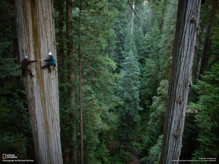 climing the redwood trees - redwood trees, climmers