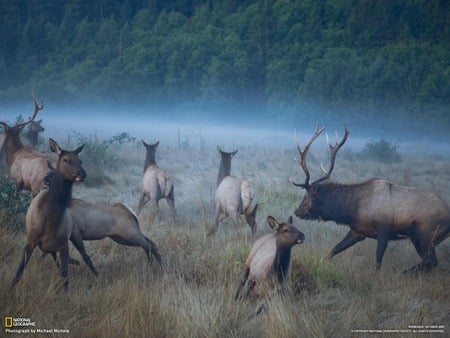 elks in a clearing - elks, fog, clearing