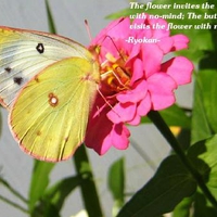 Butterfly And Flower