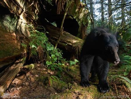 black bear in the wood - redwood forests, black bear