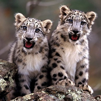 Baby-Cheetahs