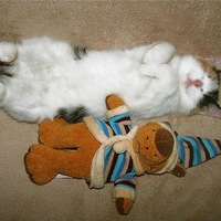 Kitty and Scooby Doo
