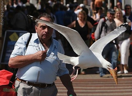 My Ice Cream Cone Thief - ice cream, birds, vacation spots, people