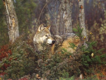 wolf in the woods - timber wolf, big grey, eyes on you