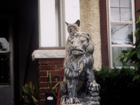 Lions Watch - statues, cats, siamese, lions