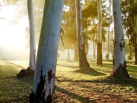 Autumn Wallpaper - majesty, amazing, foggy, grass, leaves, forests, trunks, plants, nice, trees, fog, beautiful, photography, morning, grasslands, nature, awesome, green, leaf