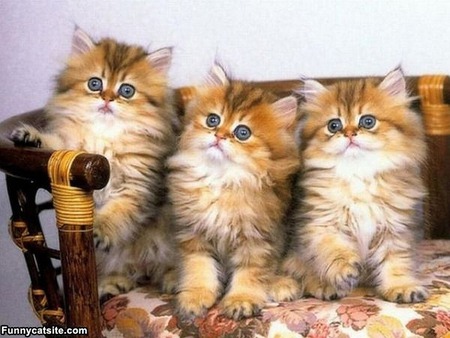 3 Fluffy Kittys