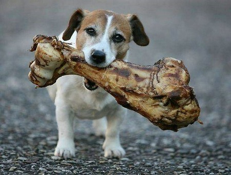 Big Catch!! - dogs, photography, puppies, psy gora, animals