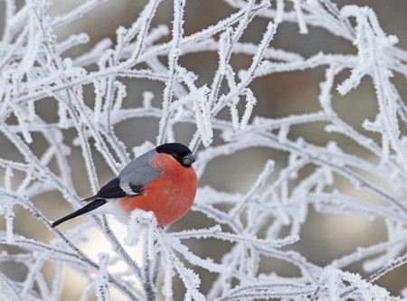 Bullfinch Tree Cold Winter - pose, black, seasons, bullfinch, icy, beautiful, frozen, frost, amazing, photography, tree, nature, gray, branch, birds, cold, red, animal, winter, animals, cool, bird, awesome, cores, nice, ice, trees, colors