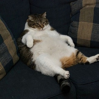 Couch Potato