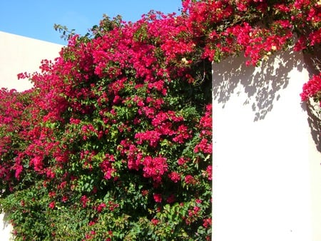 Bougainvillea and white and blue - bougainville, white, blue