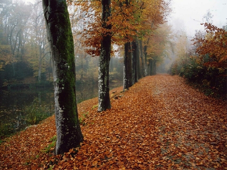 	Automne - leaves, autumn, trees, river